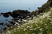 LEUCANTHEMUM, OX-EYE DAISY