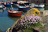CORNWALL, COVERACK, ARMERIA MARITIMA, THRIFT