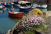 CORNWALL, COVERACK, ARMERIA MARITIMA, THRIFT