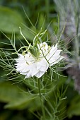 NIGELLA DAMASCENA ALBA, LOVE-IN-A-MIST