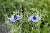 NIGELLA, DAMASCENA, LOVE-IN-A-MIST