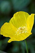 MECONOPSIS CAMBRICA, WELSH POPPY