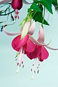 TRAILING FUCHSIA, CASCADE