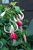 TRAILING FUCHSIA, CASCADE