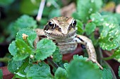 COMMON FROG, RANA TEMPORIA, IN FLOWER POT