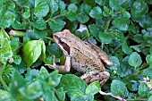 COMMON FROG, RANA TEMPORIA