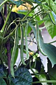 CLIMBING FRENCH BEAN, BLUE LAKE