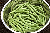 CLIMBING FRENCH BEAN, BLUE LAKE