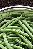 CLIMBING FRENCH BEAN, BLUE LAKE