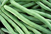 CLIMBING FRENCH BEAN, BLUE LAKE