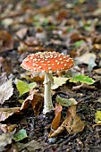 AMANITA MUSCARIA, FLY AGARIC