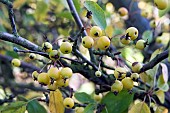 MALUS WINTER GOLD