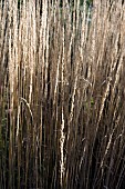 CALAMAGROSTIS ACUTIFLORA KARL FOERSTER