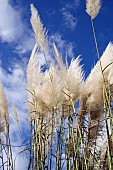 CORTADERIA SELLOANA, PAMPAS GRASS