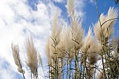 CORTADERIA SELLOANA, PAMPAS GRASS