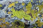 LICHEN ON ROCK