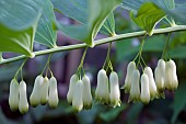 POLYGONATUM, SOLOMONS SEAL