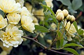 ROSA BANKSIAE, LUTEA