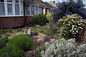 SMALL FRONT GARDEN, GRAVEL, SENECIO GREYII, CISTUS, CEANOTHUS