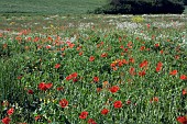PAPAVER RHOEAS, POPPY FIELD, ESSEX