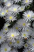 LAMPRANTHUS SP.