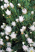 LAMPRANTHUS, AIZOACEAE OR PHYLLOBOLUS SUBPATENS