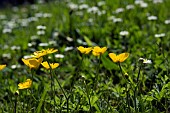 RANUNCULUS REPENS, BUTTERCUPS,  BELLIS PERENNIS, DAISY, LAWN DAISY