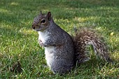 SCIURUS CAROLINENSIS, GREY SQUIRREL