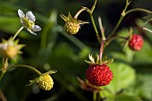 WILD STRAWBERRY, FRAGARIA VESCA