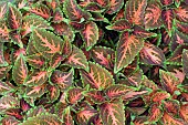 COLEUS BLUMEI