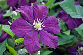 CLEMATIS, VITICELLA, ETOILE VIOLETTE