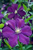 CLEMATIS, VITICELLA, ETOILE VIOLETTE