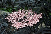 SAMBUCUS, GUINCHO PURPLE