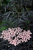 SAMBUCUS, GUINCHO PURPLE