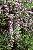 BUDDLEIA ALTERNIFOLIA