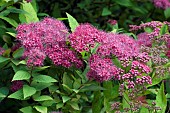 SPIRAEA JAPONICA, GOLD FLAME