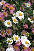 ERIGERON, KARVINSKIANUS, PROFUSION