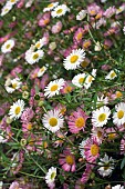 ERIGERON, KARVINSKIANUS, PROFUSION