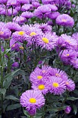 ERIGERON ADRIA
