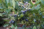 VACCINIUM CORYMBOSUM, BLUEBERRY, TOP HAT