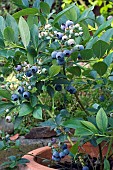 VACCINIUM CORYMBOSUM, BLUEBERRY, TOP HAT