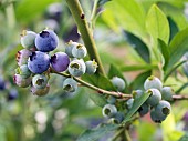 VACCINIUM CORYMBOSUM, BLUEBERRY, TOP HAT