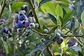 VACCINIUM CORYMBOSUM, BLUEBERRY, TOP HAT