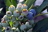 VACCINIUM CORYMBOSUM, BLUEBERRY, TOP HAT