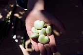 SHELLING BROAD BEANS