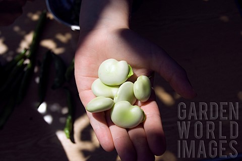 SHELLING_BROAD_BEANS