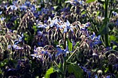 BORAGO OFFICINALIS, BORAGE