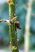 LILY BEETLE LARVA, LILIOCERUS LILII