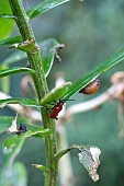 LILY BEETLE, LIOCERIS LILII, LILY BEETLE LARVA