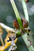 LILY BEETLE LARVA, LILIOCERUS LILII